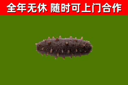 城区烟酒回收干海参.jpg
